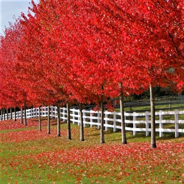 Autumn Blaze Maple