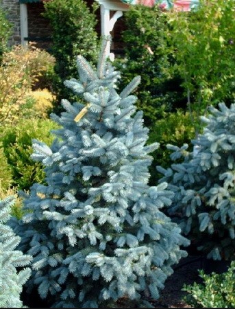 Baby Blue Eyes Blue Spruce