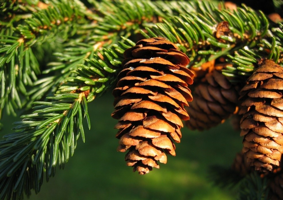 Black Hills Spruce/White Spruce