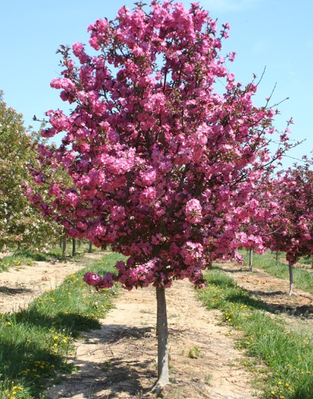 Cardinal Crabapple