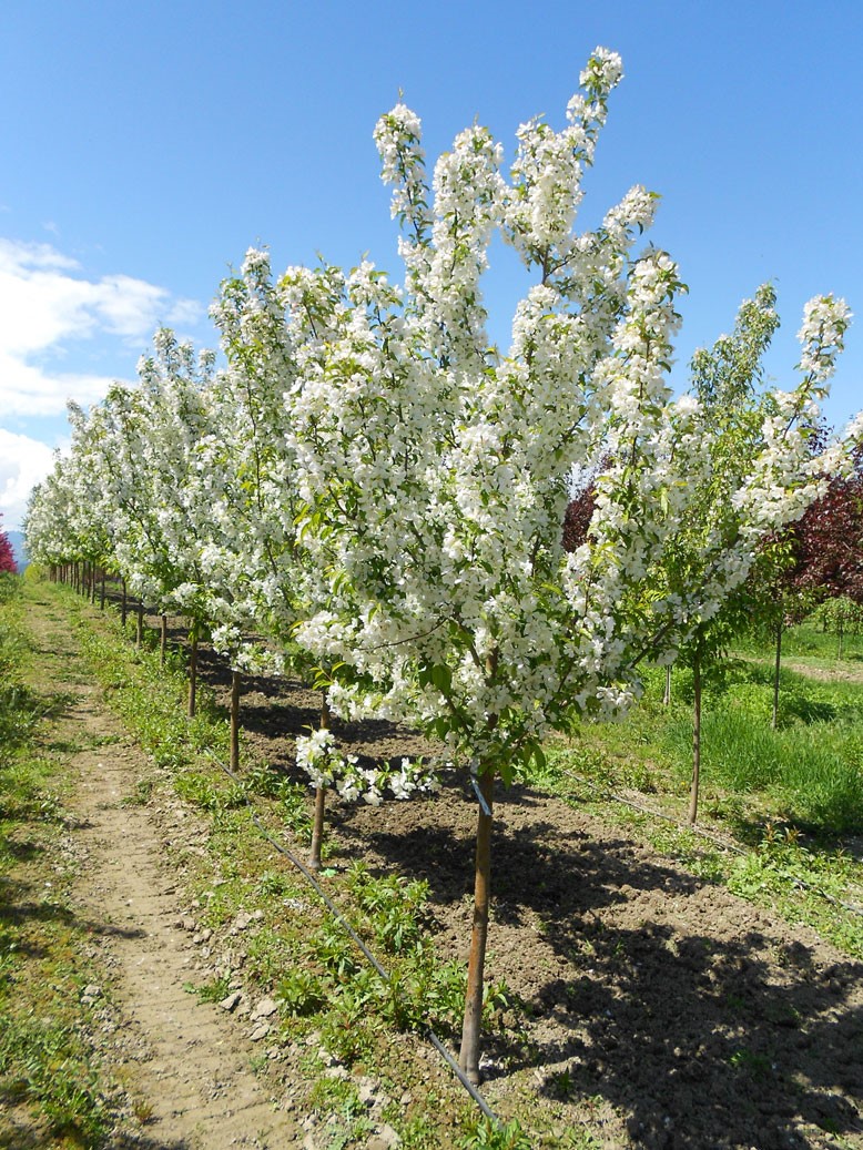 Donald Wyman Crabapple