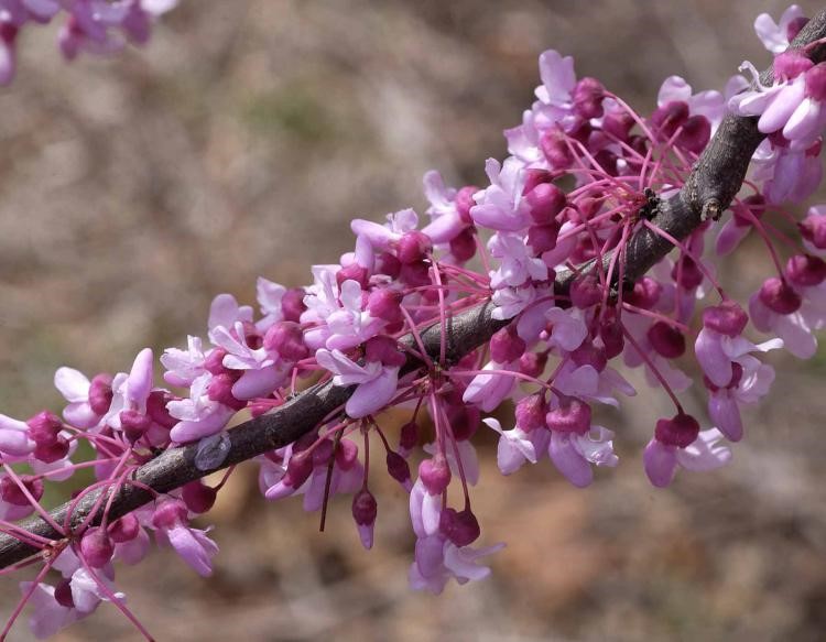 Eastern Redbud