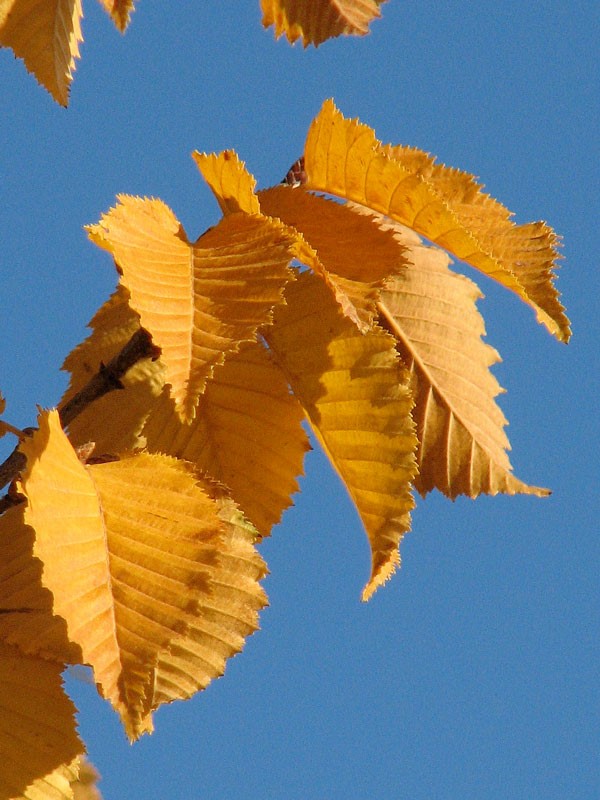 Emerald Avenue Hornbeam