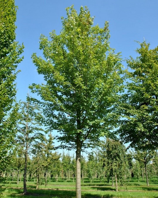 Green Mountain Sugar Maple