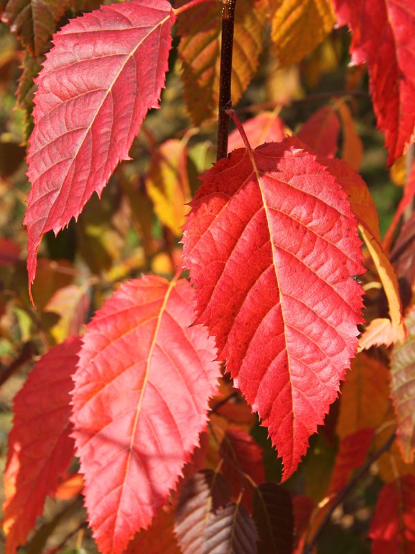 Native Flame American Hornbeam