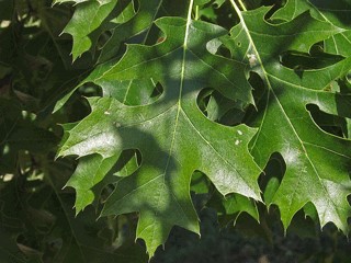 Northern Pin Oak