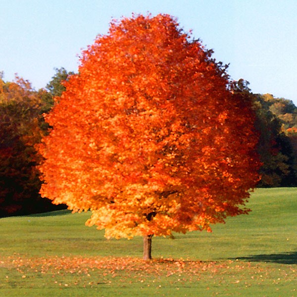 October Glory Maple