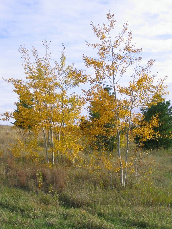 Prairie Gold Aspen