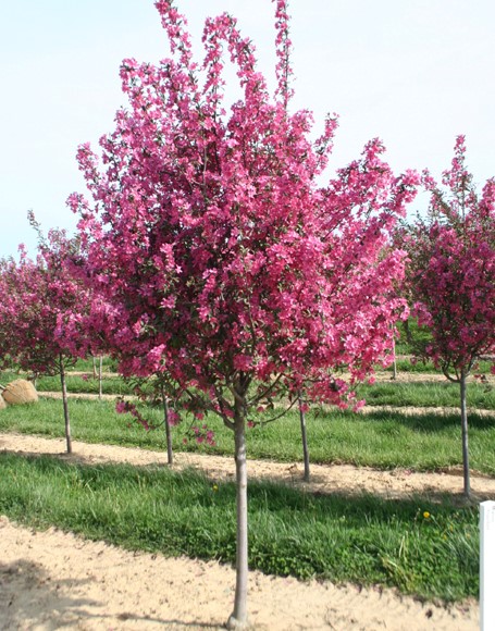 Prairifire Crabapple