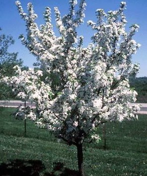 Red Jewel Crabapple