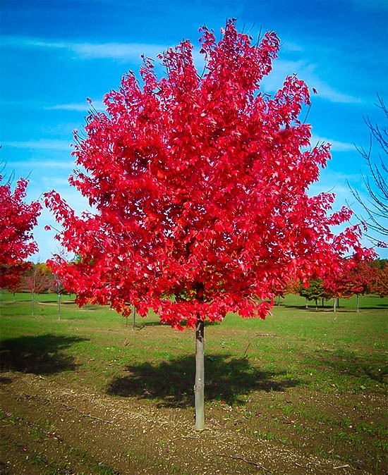 Red Sunset Red Maple