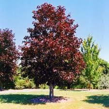 Royal Red Maple