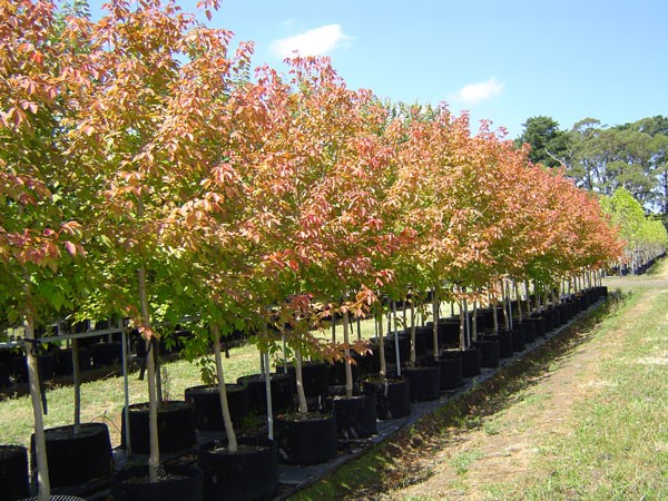 Redpointe Maple