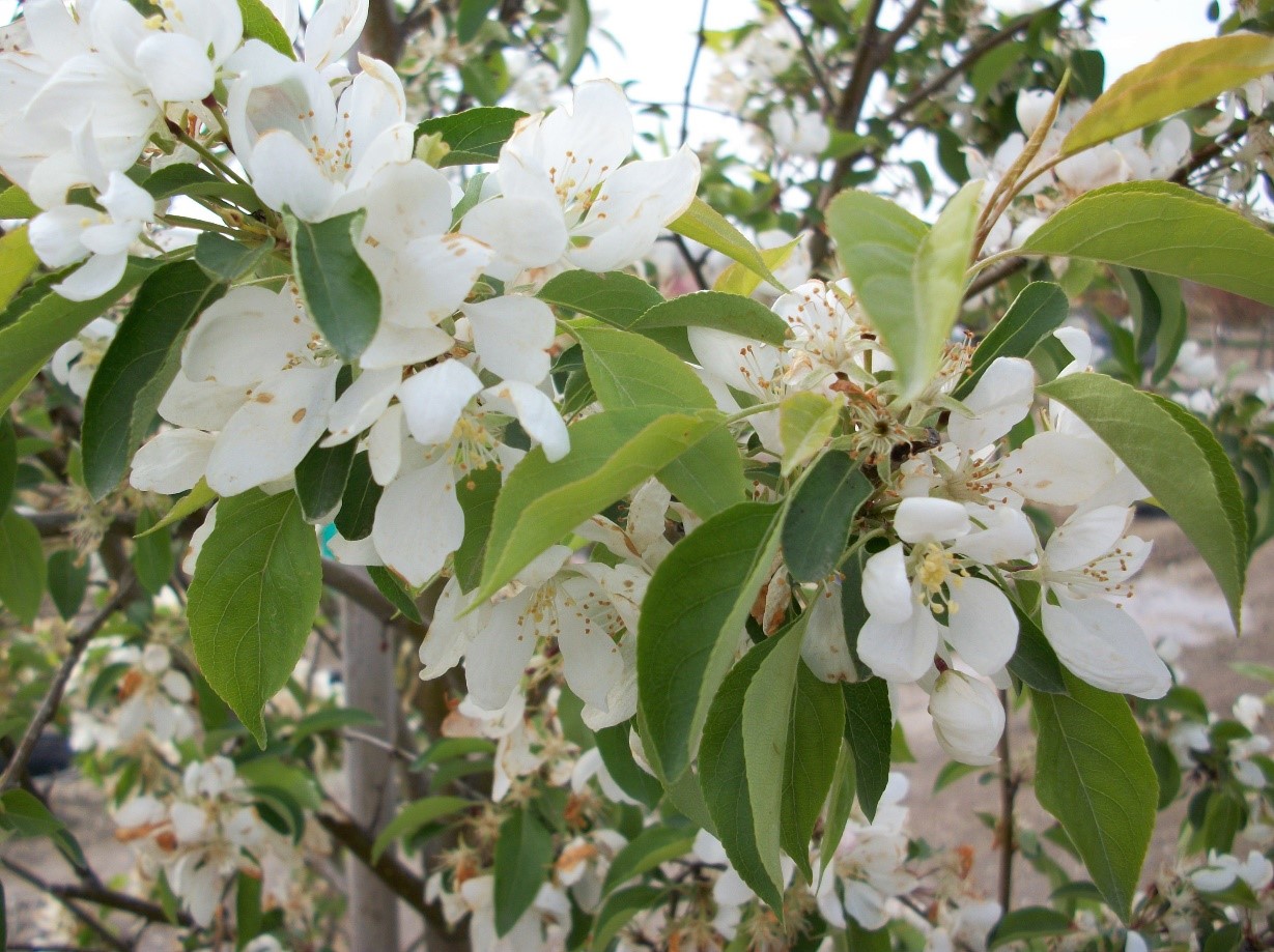 Spring Snow Crabapple