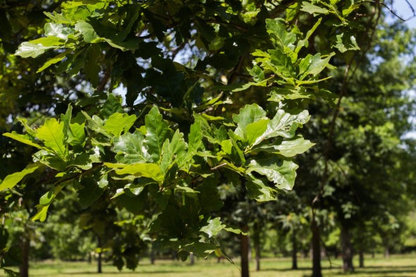 Swamp White Oak