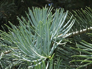 White Fir